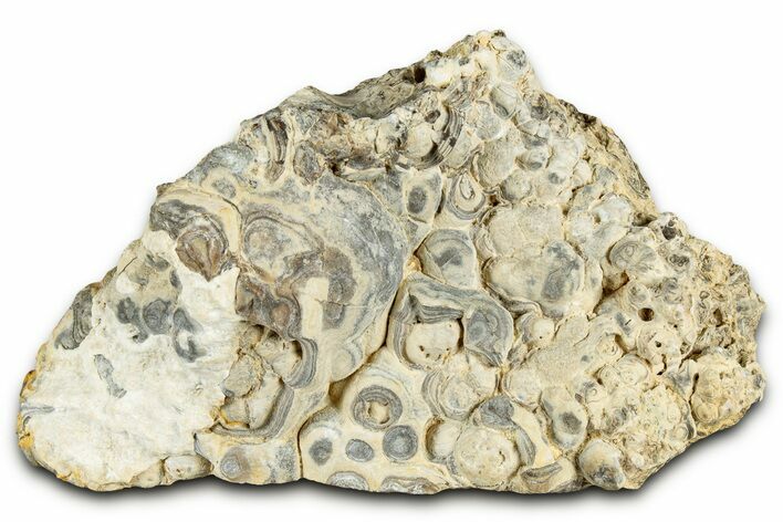 Fossil Stromatolite (Chlorellopsis?) Section - Wyoming #325739